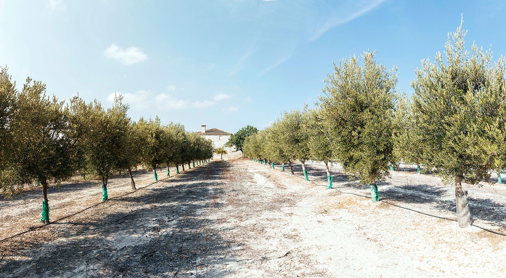 Finca Rústica - Agullent