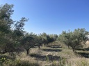 Parcela rústica en Ontinyent