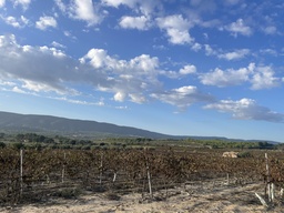 Parcela rústica - Ontinyent