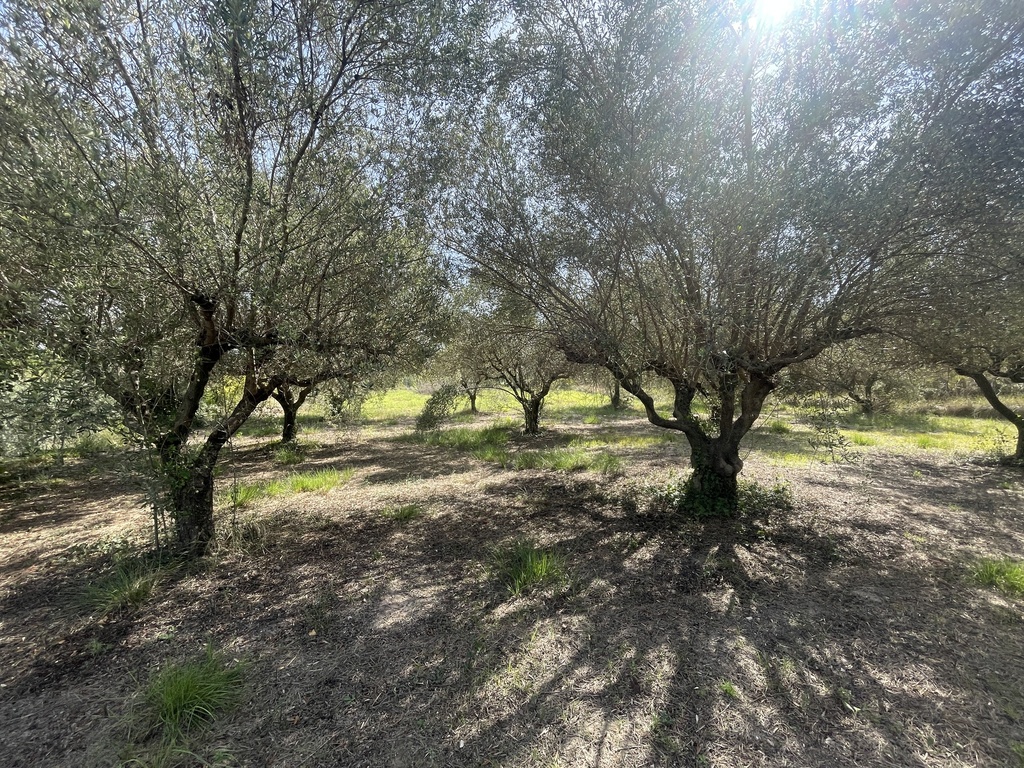 Parcela rústica - Ontinyent