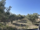 Parcela rústica en Ontinyent