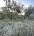 Parcela Agrícola - Ontinyent