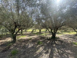 Parcela rústica - Ontinyent